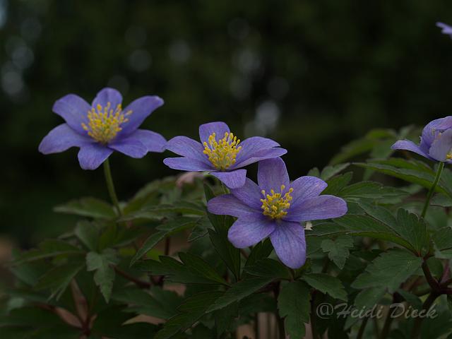 Anemone nemorosa Dee Day.JPG - Anemone nemorosa 'Dee Day' / Frühlingsanemone, Buschwindröschen - Herrenkamper Gärten